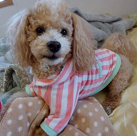 目覚まし係のハービーくん