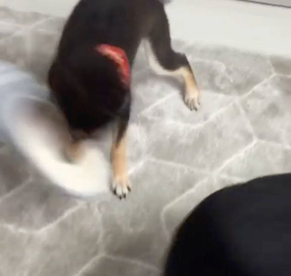 スリッパを振り回す小夏ちゃん