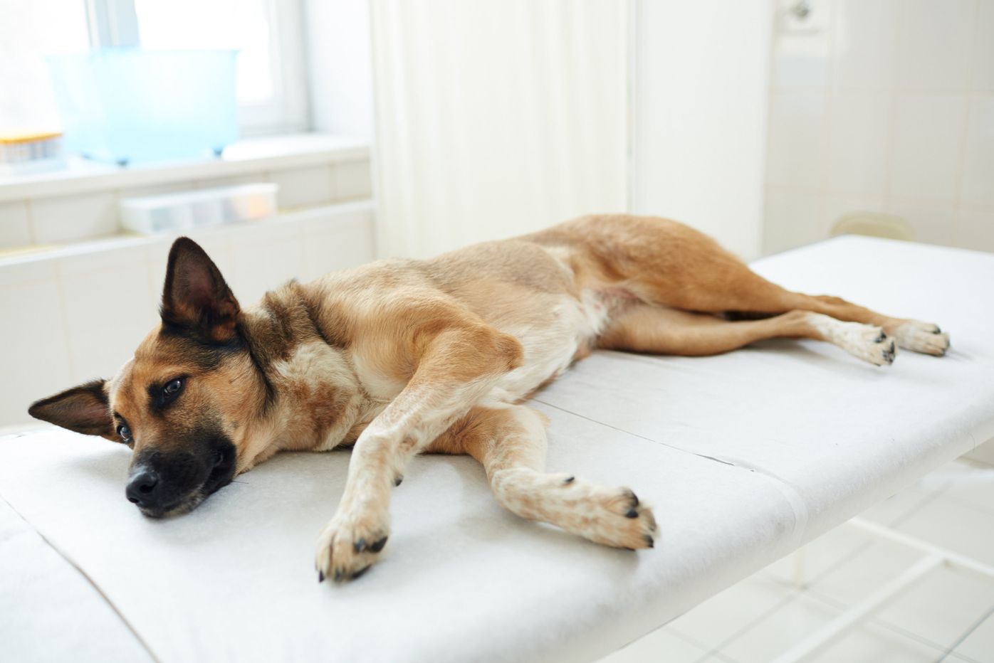 獣医師監修 ダニが犬にもたらす病気や症状とは 治療法や予防法も解説 いぬのきもちweb Magazine 獣医師監修 ダニが犬にもたらす病気や症状とは 治療法や予防法も解説 いぬのきもちweb Magazine