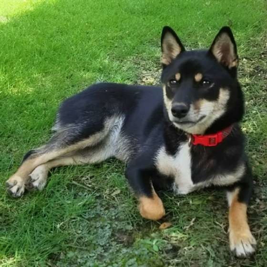 犬が前足を グニッ と曲げる理由について 先生に聞いてみた いぬのきもちweb Magazine 犬が前足を グニッ と曲げる理由について 先生に聞いてみた いぬのきもちweb Magazine