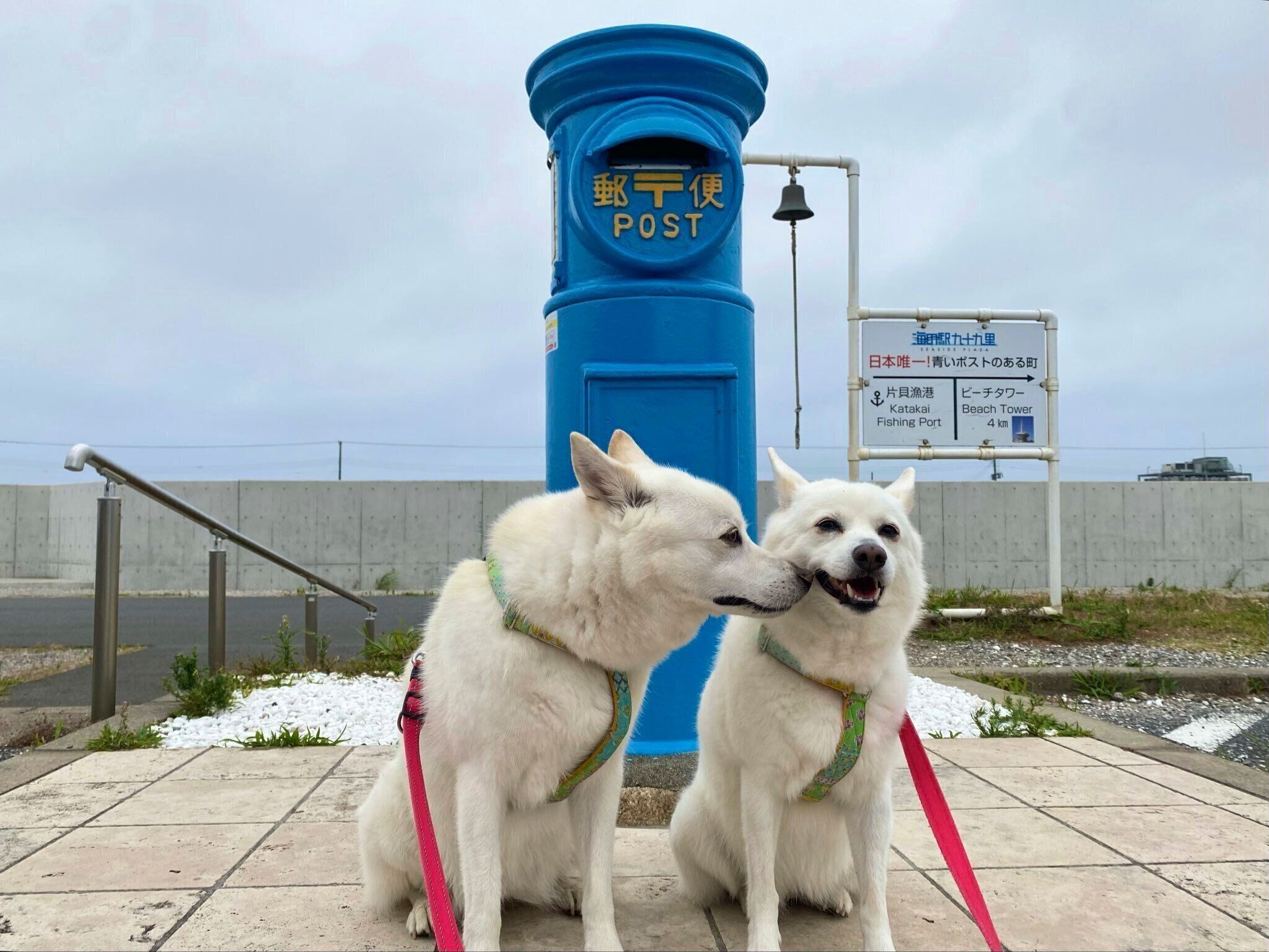 郵便ポストの前に立つ蘭ちゃんと桜ちゃん