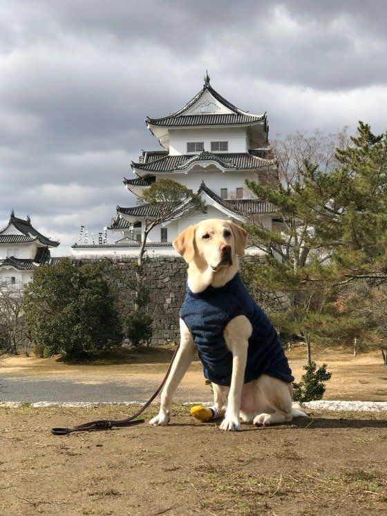 ラブラドール・レトリーバー