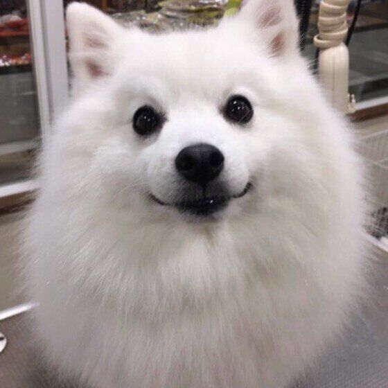 犬の散歩中に出会いやすい野生動物リストとその危険性 いぬのきもち