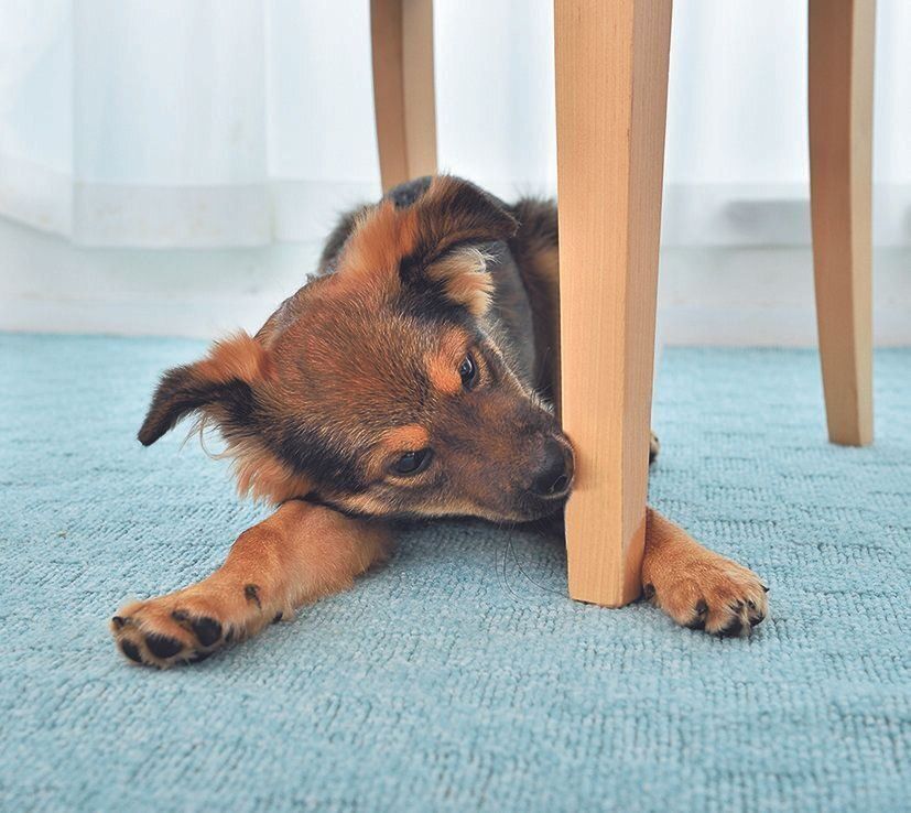 歯の生え替わりがむずがゆくて噛まずにいられない！