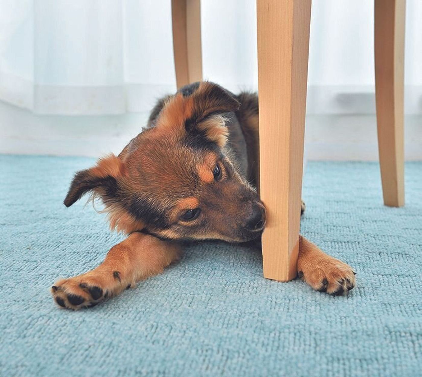 子犬の あま噛み には が効果的 噛みタイプ別 プロが教える実践テク いぬのきもちweb Magazine 子犬の あま噛み には が効果的 噛みタイプ別 プロが教える実践テク いぬのきもちweb Magazine