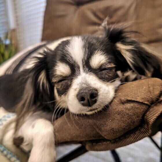 ついやってしまいがち？ 犬のよい眠りのためにしてはいけない飼い主の行動とは いぬのきもち