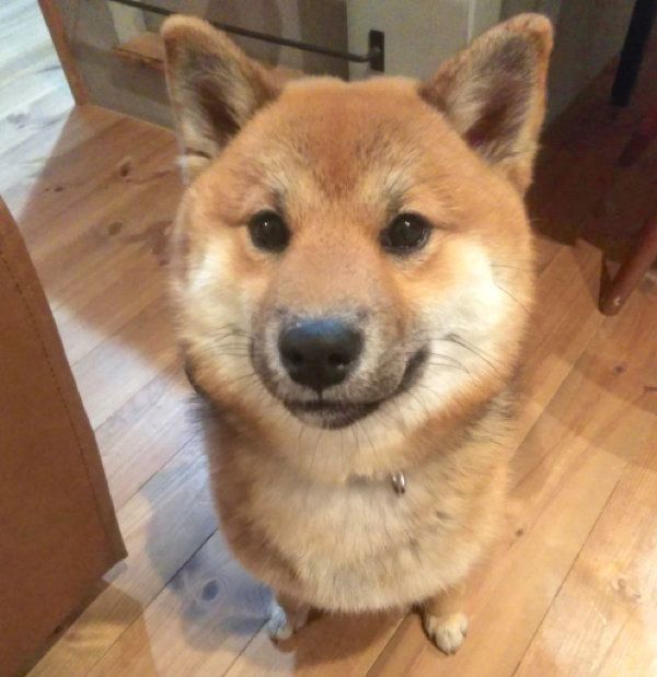 見つめるおにぎりちゃん