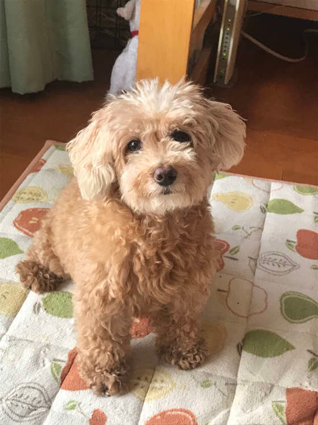 共働きで犬を留守番させる 実際のところ これってどうなの いぬのきもちweb Magazine 共働きで犬を留守番させる 実際のところ これってどうなの いぬのきもちweb Magazine