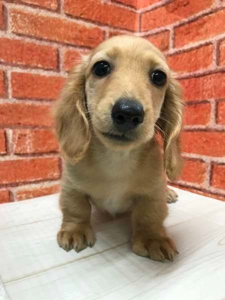 ミニチュアダックスフンド