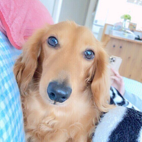 見つめるミニチュア・ダックスフンド