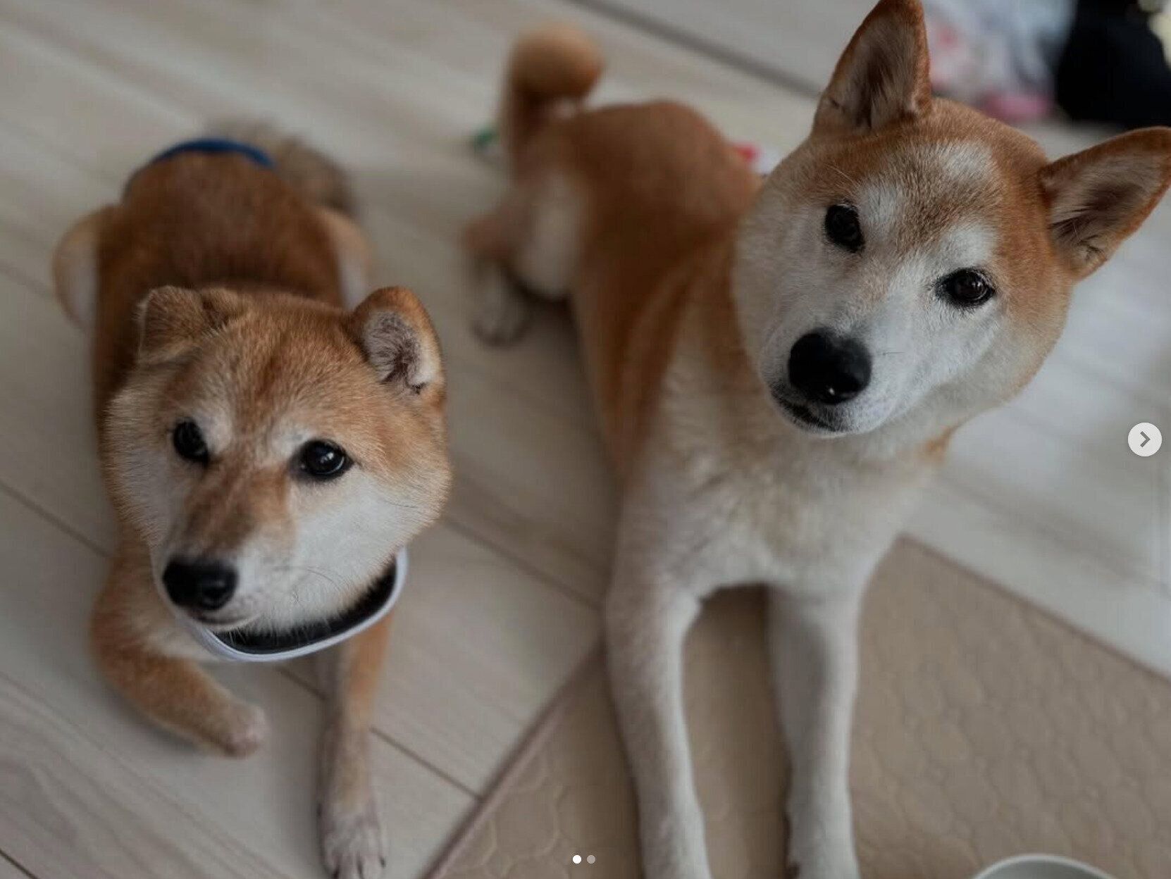 咲ク太郎くん、エマちゃん