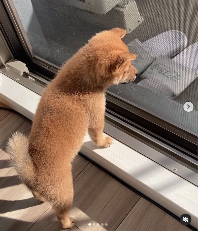 外の様子が気になるロコンちゃん