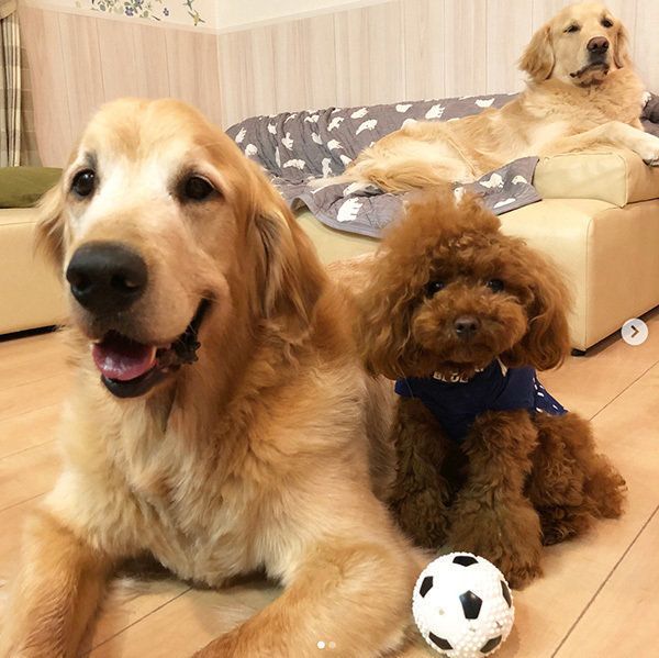 ゴールデン・レトリーバーとトイ・プードル