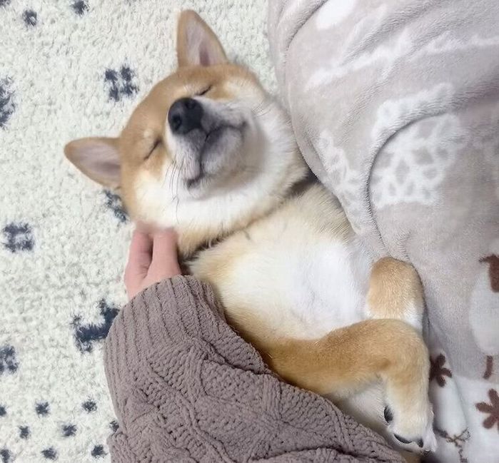 飼い主さんにナデナデしてもらうこまちゃん