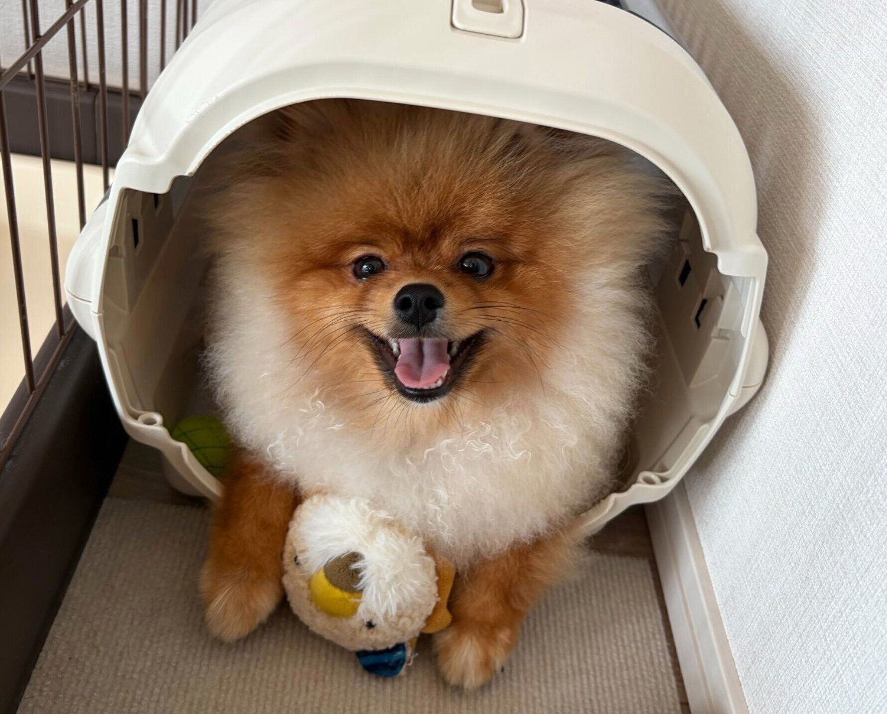笑顔がかわいい大吉丸くん