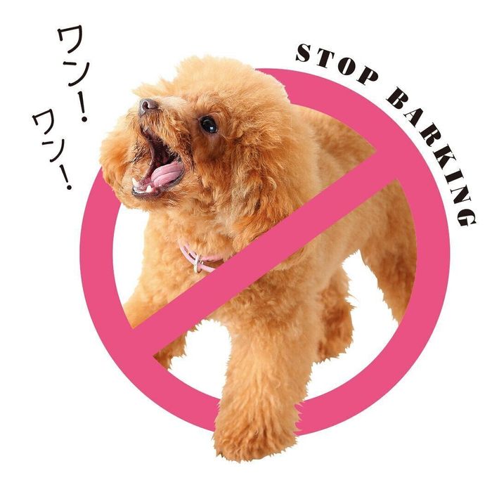 撮影/尾﨑たまき
