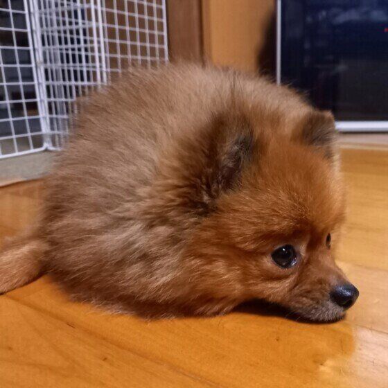 床の上に伏せるポメラニアン