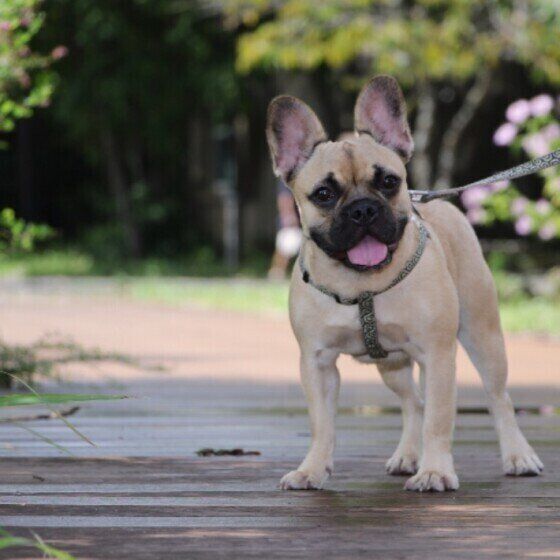 フレンチ・ブルドッグのイズちゃん