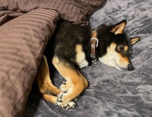 飼い主さんのベッドで眠る小次狼くん