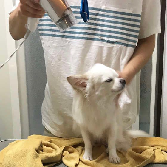 チワワのミルクちゃん