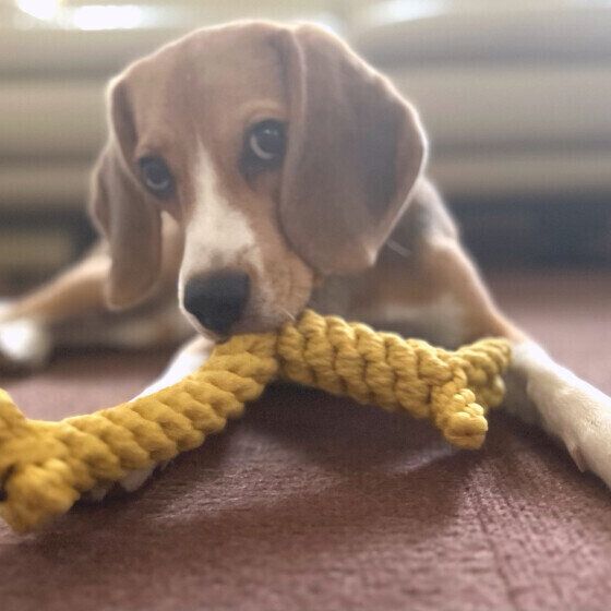 ビーグルの凛ちゃん