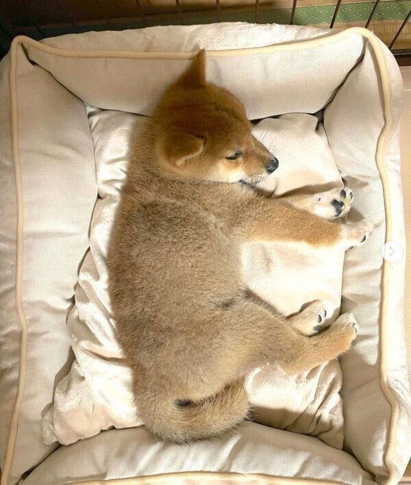 気持ちよさそうに眠る虎太郎くん