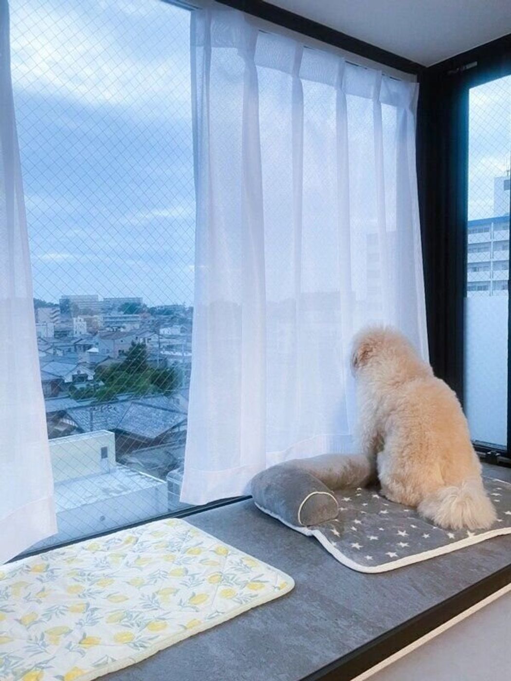 窓から外を見つめる犬 よ く見ると どうして と飼い主さんがツッコミを入れる光景に爆笑 いぬのきもちweb Magazine 窓から外を見つめる犬 よ く見ると どうして と飼い主さんがツッコミを入れる光景に爆笑 いぬのきもちweb Magazine