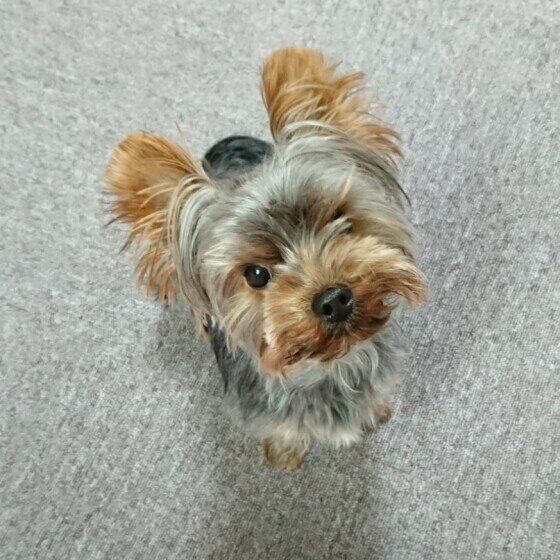 犬のキシリトール中毒に注意！人用のガムや歯磨き粉で犬が中毒を起こす？  いぬのきもち