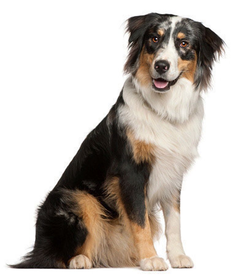 ボーダー コリーの特徴と性格 飼い方 価格相場など 犬図鑑 いぬのきもちweb Magazine ボーダー コリーの特徴と性格 飼い方 価格相場など 犬図鑑 いぬのきもちweb Magazine