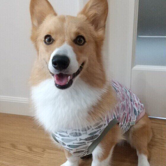 見つめるウェルシュ・コーギー・ペンブローク