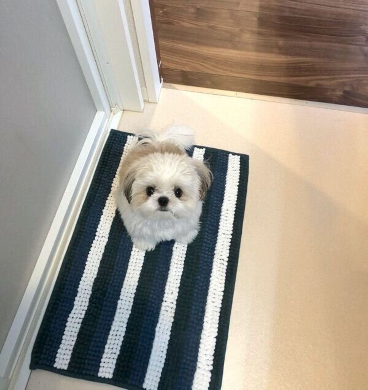 洗面所にいる飼い主を 通せんぼ する犬 健気で可愛い理由にキュンとする 一緒に連れていって 置いていかないで いぬのきもちweb Magazine 洗面所にいる飼い主を 通せんぼ する犬 健気で可愛い理由にキュンとする 一緒に連れていって 置いていかないで いぬのきもちweb Magazine