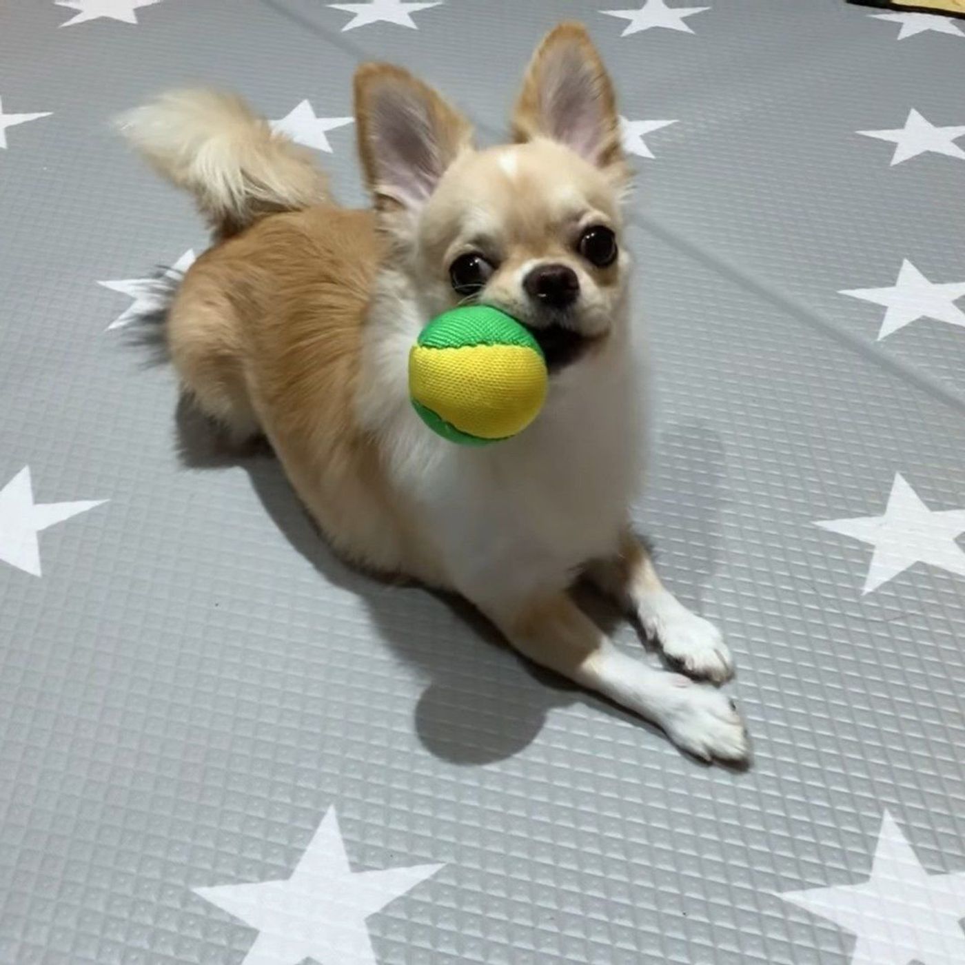 チワワ心と秋の空 ボール遊び中にちょいちょい飽きてしまう犬 いぬのきもちweb Magazine チワワ心と秋の空 ボール遊び中にちょいちょい飽きてしまう犬 いぬのきもちweb Magazine