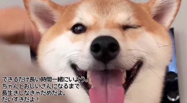 柴犬のこてつくん