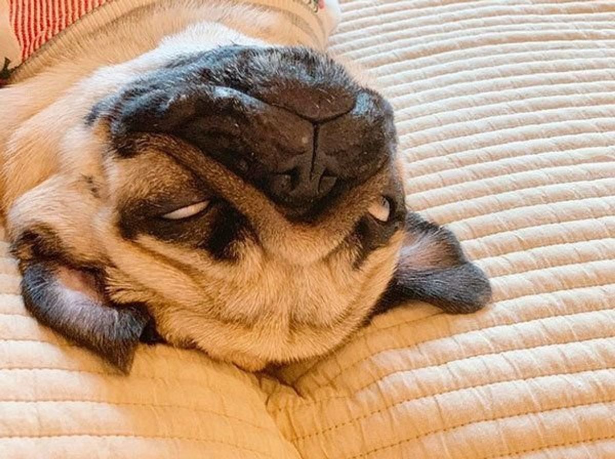 見たら疲れが吹っ飛ぶ 交信中 のワンコの表情が衝撃だった いぬのきもちweb Magazine 見たら疲れが吹っ飛ぶ 交信中 のワンコの表情が衝撃だった いぬのきもちweb Magazine