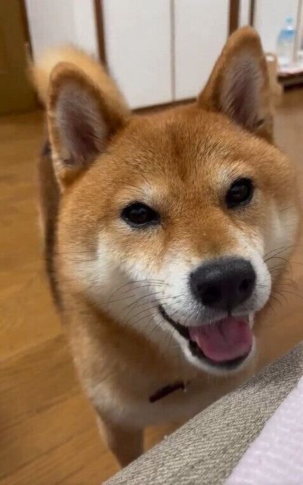 飼い主さんを見つめて鳴く仙次郎くん