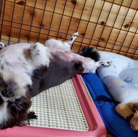 トイレの上で眠るシー・ズー