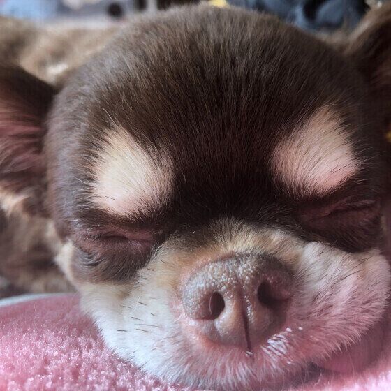 チワワのギン太くん