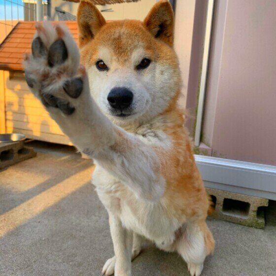 柴犬のダイちゃん