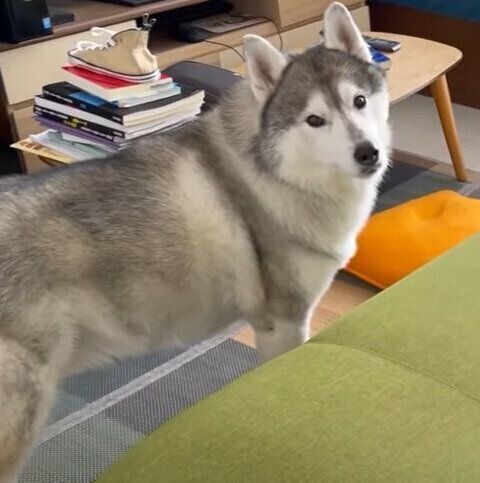 シベリアン・ハスキーの文太くん