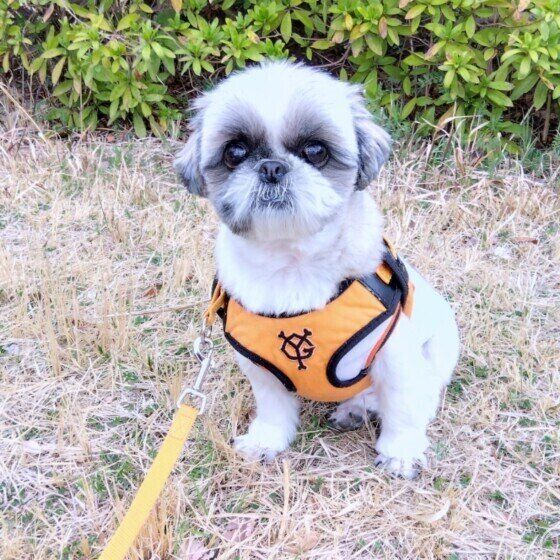 シー・ズーのまあこちゃん♪