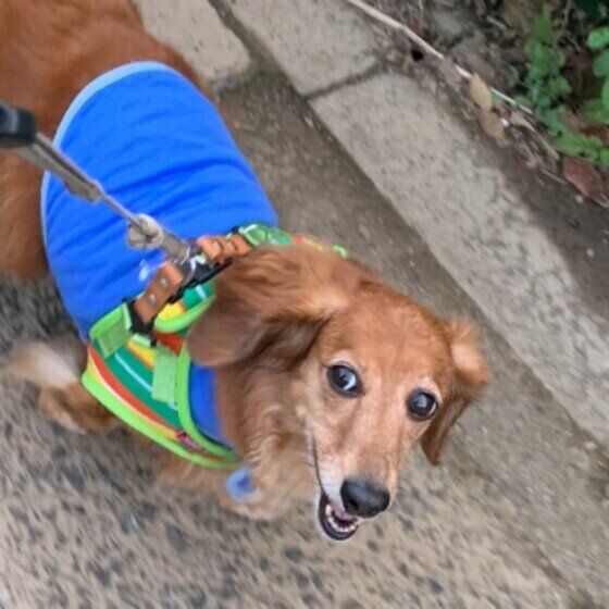 散歩するミニチュア・ダックスフンド