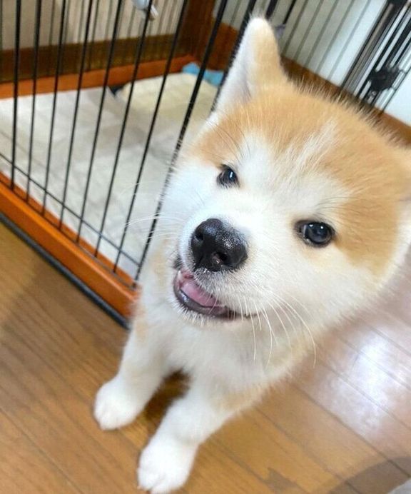 「ちぇっ」という顔をする福くん