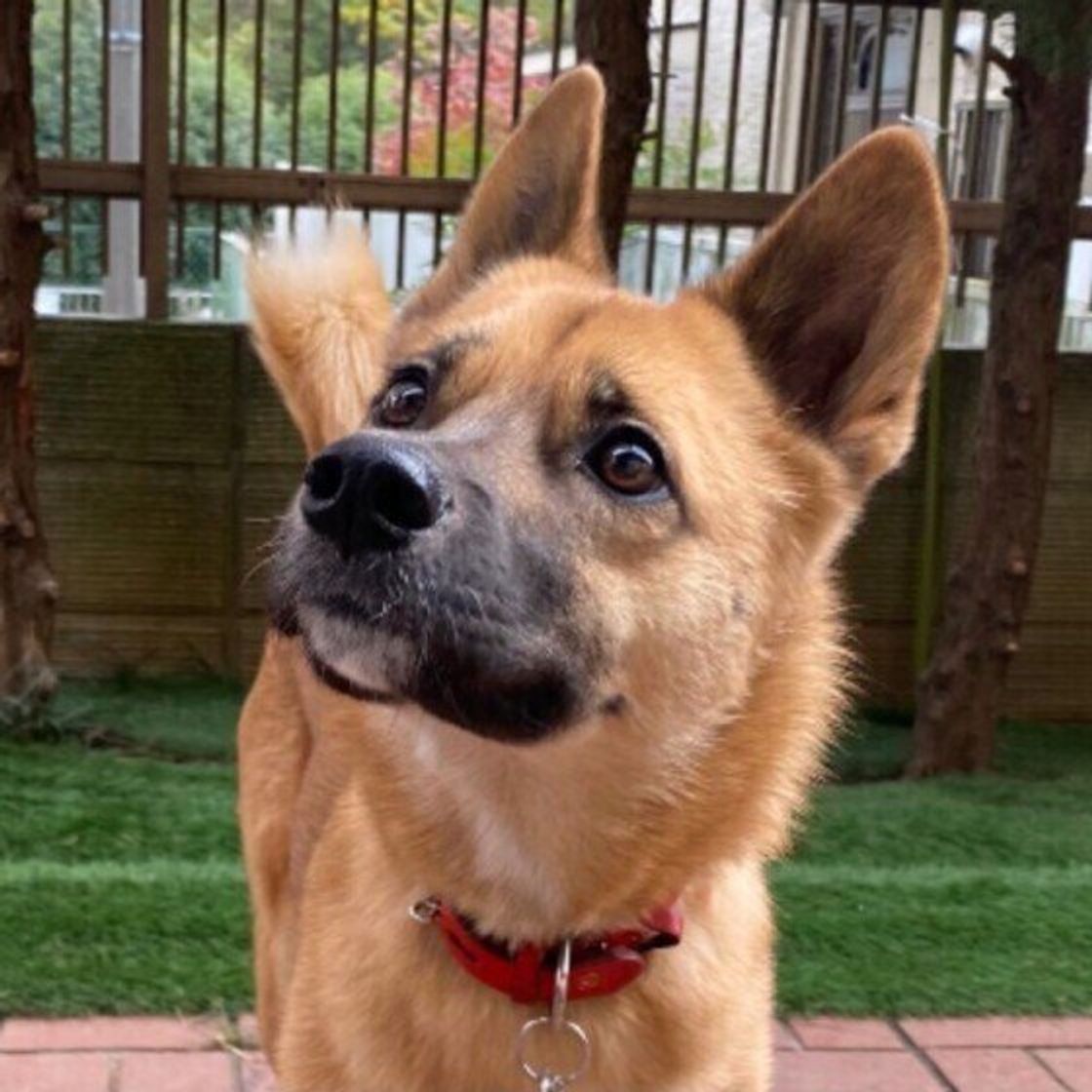 獣医師監修 犬の車酔いは改善できる 症状や対策 慣れさせ方を紹介 いぬのきもちweb Magazine 獣医師監修 犬の車酔いは改善できる 症状や対策 慣れさせ方を紹介 いぬのきもちweb Magazine