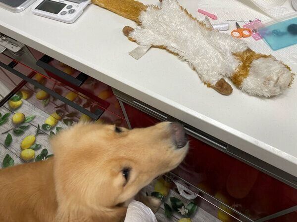 見守るセナくん