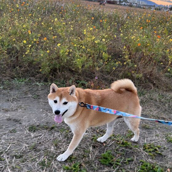 お散歩をする柴のだいずくん