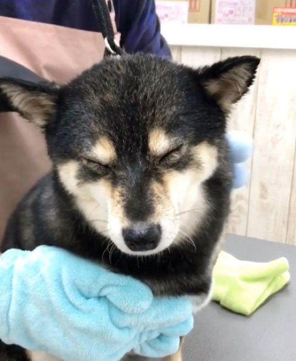 シャンプーをする豆柴