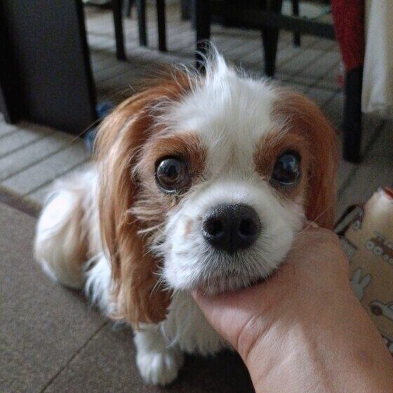 キャバリアのポポロくん