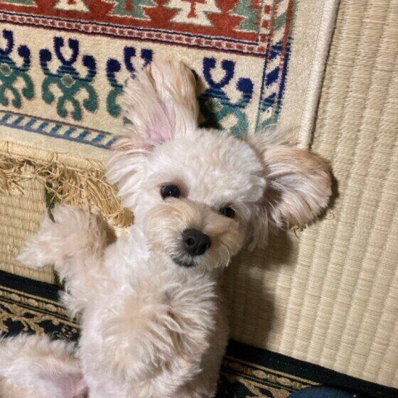 降参するマロンくん（Ｍｉｘ）