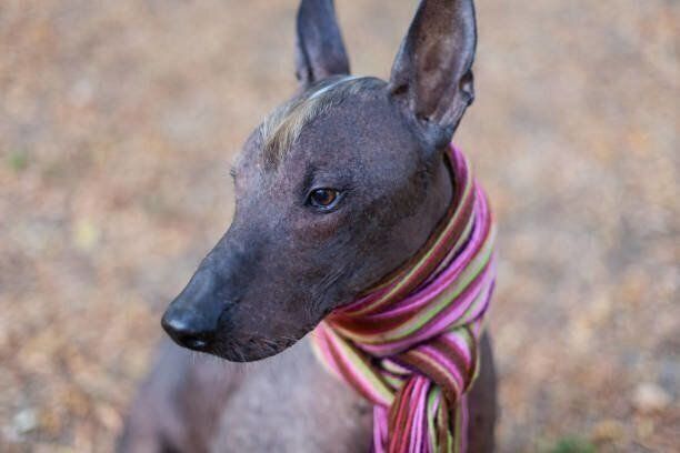 ペルービアン ヘアレス ドッグの特徴と性格 飼い方 価格相場など 犬図鑑 いぬのきもちweb Magazine