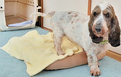 シニア犬尿モレ対策